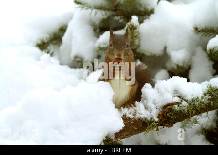 L'écureuil roux européen eurasien, l'écureuil roux (Sciurus vulgaris), assis sur une branche couverte de neige à grignoter une noisette, Allemagne Banque D'Images