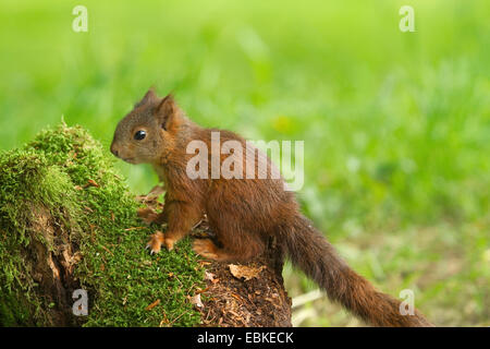 L'écureuil roux européen eurasien, l'écureuil roux (Sciurus vulgaris), pup sur un arbre accroc, Allemagne Banque D'Images