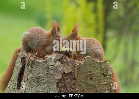L'écureuil roux européen eurasien, l'écureuil roux (Sciurus vulgaris), deux petits accrocs sur un arbre, Allemagne Banque D'Images