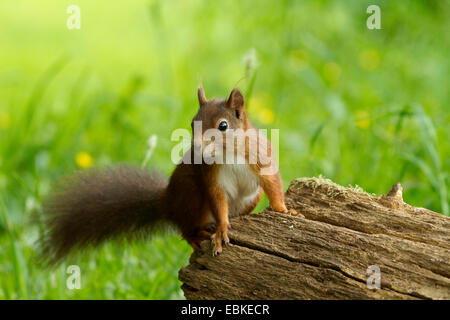 L'écureuil roux européen eurasien, l'écureuil roux (Sciurus vulgaris), assis sur le bois mort dans un pré, Allemagne Banque D'Images