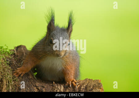 L'écureuil roux européen eurasien, l'écureuil roux (Sciurus vulgaris), pup sur un arbre accroc, Allemagne Banque D'Images