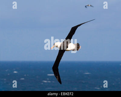 Albatros à sourcils noirs (Thalassarche melanophrys, Diomedea melanophris), glisser sur l'océan, des îles Malouines Banque D'Images