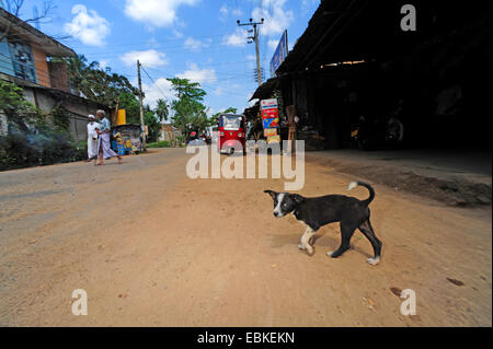 Chien domestique (Canis lupus f. familiaris), jeune chien dans les rues, au Sri Lanka Banque D'Images