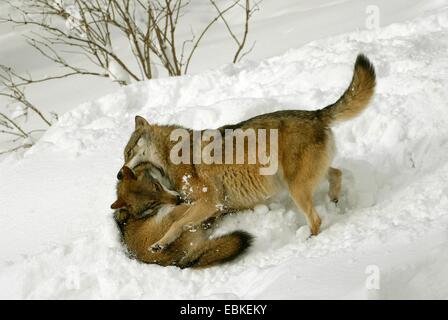 Le loup gris d'Europe (Canis lupus lupus), les jeunes jouent dans la neige, Allemagne Banque D'Images