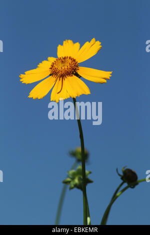 Tickweed, à feuilles lancéolées coreopsis, narrowleaf goldenrod (Tickseed Coreopsis lanceolata), inflorescence Banque D'Images