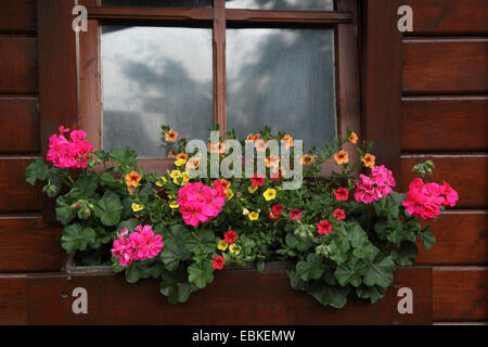 (Millionbells Callibrachoa-Hybride Petunia-Hybride Callibrachoa,,, le pétunia), maison d'été avec des fleurs Banque D'Images