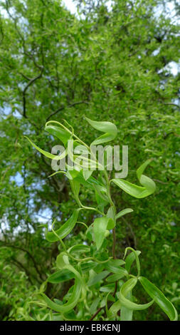 Corkscrew Willow (Salix matsudana 'Tortuosa', Salix matsudana tortuosa), de la direction générale Banque D'Images