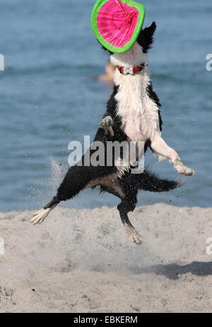 Border Collie (Canis lupus f. familiaris), Border Collie playing on the Beach, Floride, USA Banque D'Images