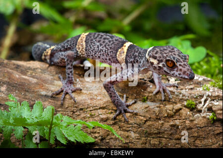 Sol japonais Gecko (Goniurosaurus hainanensis), sur le bois mort Banque D'Images