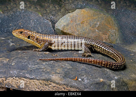 Bordée de noir (Gerrhosaurus nigrolineatus lézard plaqué), sur une pierre Banque D'Images