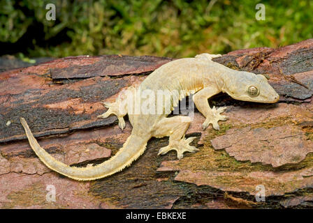 Feuille asiatique-toed gecko, gecko, cheechak chambre asiatique (Hemidactylus frenatus), sur le bois mort Banque D'Images
