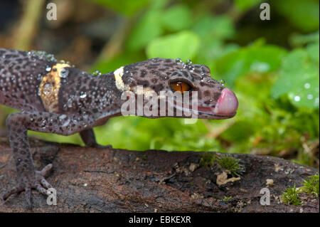 Sol japonais Gecko (Goniurosaurus hainanensis), portrait Banque D'Images