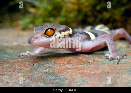 Sol japonais Gecko (Goniurosaurus hainanensis), portrait Banque D'Images