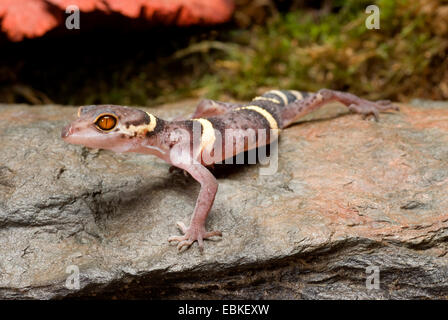 Sol japonais Gecko (Goniurosaurus hainanensis), sur une pierre Banque D'Images