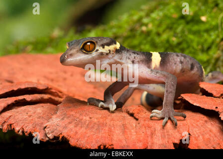 Sol japonais Gecko (Goniurosaurus hainanensis), portrait Banque D'Images