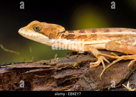 Brown, basilisk Basilisk à rayures jaune à rayures, de basilic, Jésus Christ (Lézard Basiliscus vittatus), sur le bois mort Banque D'Images