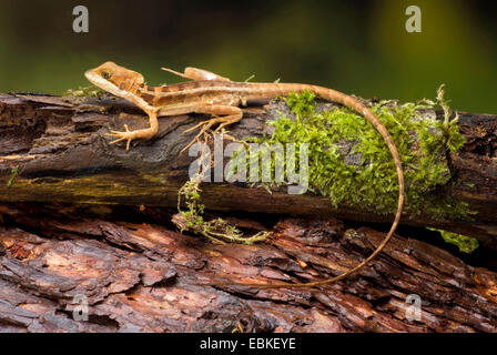 Brown, basilisk Basilisk à rayures jaune à rayures, de basilic, Jésus Christ (Lézard Basiliscus vittatus), sur bois mort moussu Banque D'Images