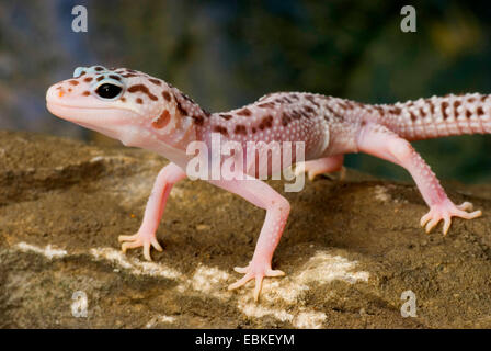 Le gecko léopard (Eublepharis macularius), race Mack Super Snow sur une pierre Banque D'Images