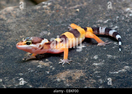 Le gecko léopard (Eublepharis macularius), sur une pierre Banque D'Images