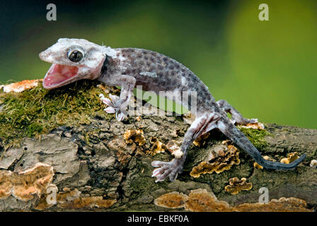 Gecko tokay, tokee (Gekko gecko, Gecko gecko), race Pied Granite Banque D'Images