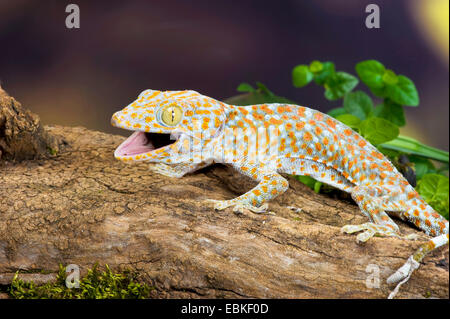 Gecko tokay, tokee (Gekko gecko, Gecko gecko), avec bouche ouverte Banque D'Images