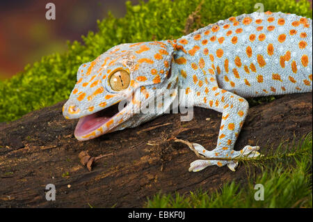 Gecko tokay, tokee (Gekko gecko, Gecko gecko), portrait avec bouche ouverte Banque D'Images