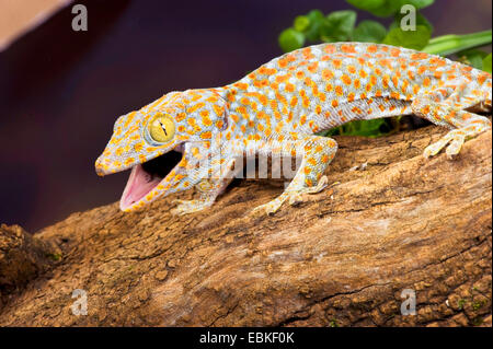 Gecko tokay, tokee (Gekko gecko, Gecko gecko), avec bouche ouverte Banque D'Images