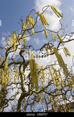 Le noisetier commun (Corylus avellana), homme chatons, Allemagne, Bade-Wurtemberg Banque D'Images