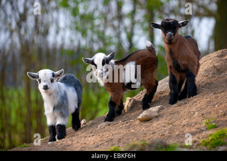 La chèvre domestique (Capra hircus, Capra aegagrus f. hircus), trois goatlings debout à une pente dans un enclos en plein air, en Allemagne, en Rhénanie du Nord-Westphalie Banque D'Images