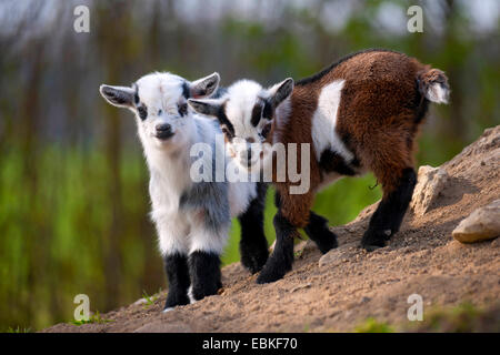 La chèvre domestique (Capra hircus, Capra aegagrus f. hircus), deux goatlings debout à une pente dans un enclos en plein air, en Allemagne, en Rhénanie du Nord-Westphalie Banque D'Images