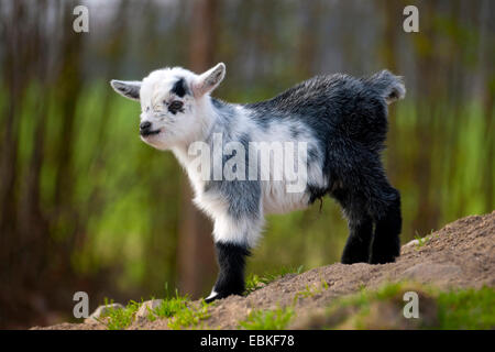 La chèvre domestique (Capra hircus, Capra aegagrus f. hircus), goatling debout à une pente dans un enclos en plein air, en Allemagne, en Rhénanie du Nord-Westphalie Banque D'Images