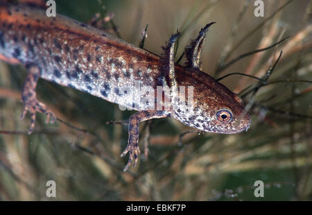 Danube (triton crêté Triturus cristatus dobrogicus, us dobrogicus), un an larve, Hongrie, Keskemet Banque D'Images