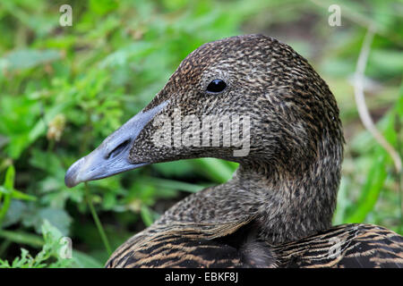 L'eider à duvet (Somateria mollissima), femme, portrait Banque D'Images