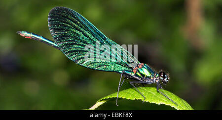 Bluewing, demoiselle agrion (Calopteryx virgo), sur une feuille, Allemagne Banque D'Images