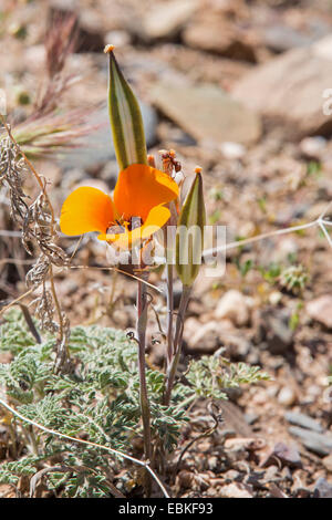 Golden Tulip de papillons, chats-ear, Golden Tulip, Mariposa sego lily, star tulip, mariposa lilies (Calochortus spec.), de fleurs et d'infructescences, USA, Arizona, Sonora Wueste, Phoenix Banque D'Images