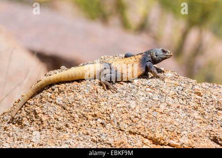 Chuckwallas (Sauromalus obesus tumidus), homme de soleil, USA, Arizona, Phoenix, Pinnacle Peak Banque D'Images