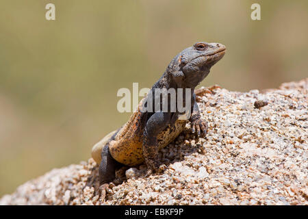 Chuckwallas (Sauromalus obesus tumidus), homme à la recherche de concurrents, USA, Arizona, Phoenix, Pinnacle Peak Banque D'Images