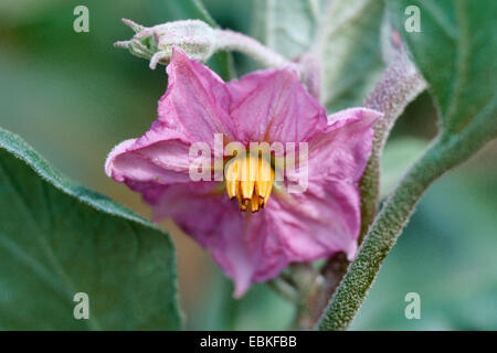 L'aubergine, l'aubergine (Solanum melongena), Blossom Banque D'Images