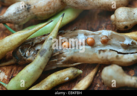 Jardin Chinois, radis (Raphanus sativus var. oleiformis), fruits et graines Banque D'Images