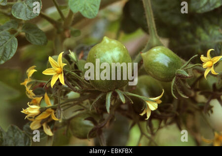 Jardin la tomate (Solanum lycopersicum 'Riesentraube', Lycopersicon esculentum Riesentraube), le cultivar 'Riesentraube', avec des fleurs et des fruits encore verts Banque D'Images