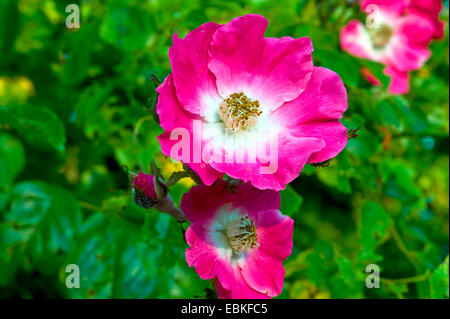 Plantes ornementales rose (Rosa 'pilier américain', Rosa pilier américain), fleur Banque D'Images