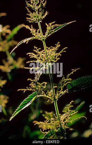 L'ortie (Urtica dioica), blooming, Allemagne Banque D'Images