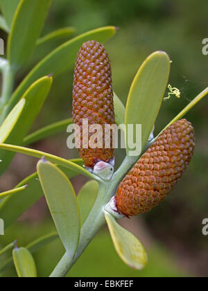Pin kauri (Agathis australis), les inflorescences mâles sur une branche Banque D'Images