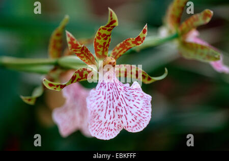 Zygopetalum Zygopetalum intermedium (mackai), fleur Banque D'Images