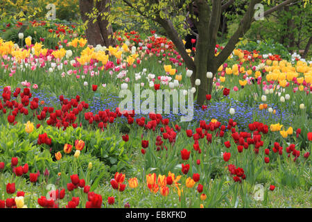 Jardin commun tulip (Tulipa Gesneriana), parc avec différentes sortes de tulipes et bois forget-me-not, Allemagne Banque D'Images