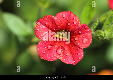 Callibrachoa (Millionbells "Trio", Callibrachoa Trio, Petunia 'Trio', Petunia Trio), fleur avec des gouttes de pluie Banque D'Images