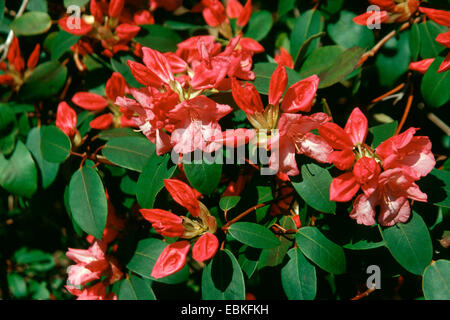 Rhododendron (Rhododendron 'Duke of York' Rhododendron, duc d'York), fleur Banque D'Images