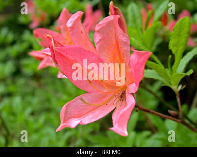 Rhododendron japonicum (Rhododendron japonicum, Rhododendron molle ssp. japonicum, Azalea japonica), fleur avec spider Banque D'Images