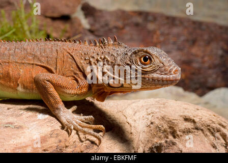 Iguane vert, Iguana iguana iguana (commune), race rouge Marlboro, HMOB Banque D'Images