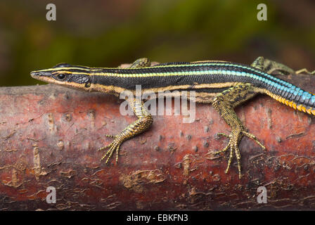 Sawtail, lézard à queue bleue néon (Holaspis guentheri), sur une branche Banque D'Images